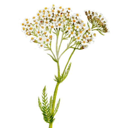 Achillée Millefeuille