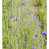 Bleuet