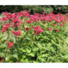 Monarde