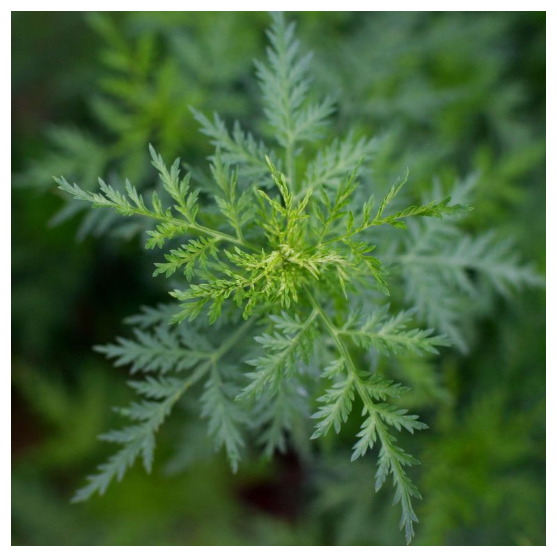 Artemisia / Armoise annuelle