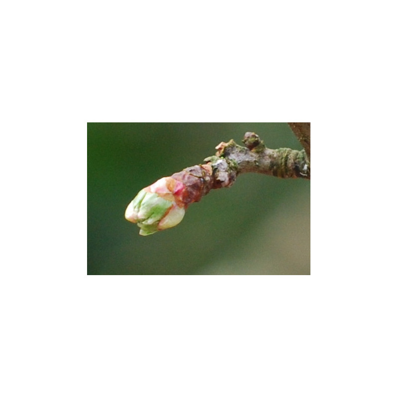 Macérat dilué dynamisé (D1) de bourgeons d'Aubépine