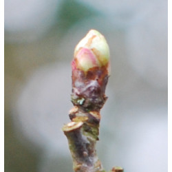 Macérat mère de bourgeons d'Aubépine