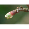 Macérat mère de bourgeons d'Aubépine