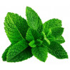 Menthe verte