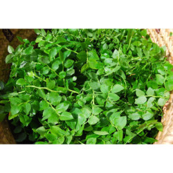Alcoolature de Myrtiller (teinture-mère)