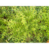 Alcoolature de Verveine citronnée (Teinture-mère)