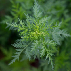 Artemisia / Armoise annuelle