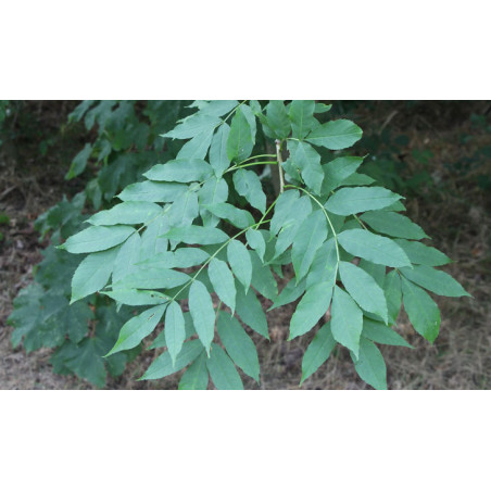 Infusion de feuilles de Frêne