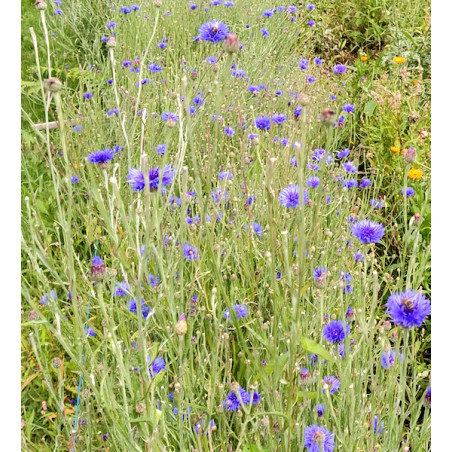 Bleuet