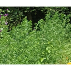 Artemisia / Armoise annuelle