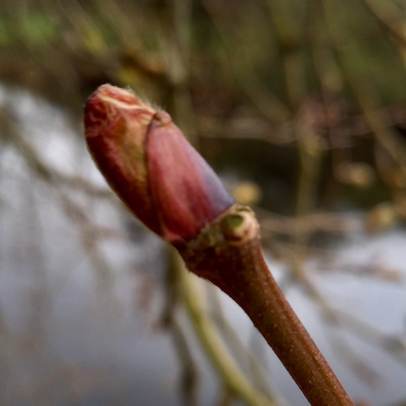 Macérat mère de bourgeons de Platane
