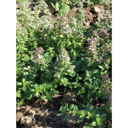 Thym Serpolet
