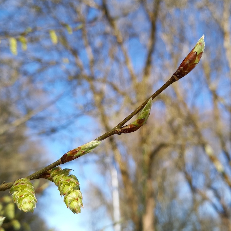 Macérat mère de bourgeons de Charme
