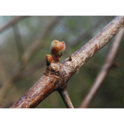 Macérat mère de bourgeons de Vigne