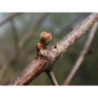 Macérat mère de bourgeons de Vigne