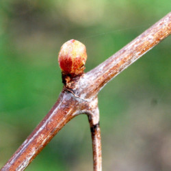 Macérat mère de bourgeons de Vigne