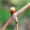 Macérat mère de bourgeons de Vigne