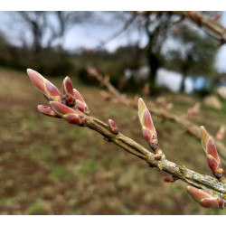 Macérat mère de bourgeons d'Érable champêtre