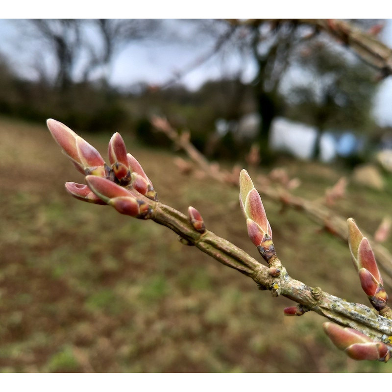 Macérat mère de bourgeons d'Érable champêtre