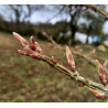 Macérat mère de bourgeons d'Érable champêtre