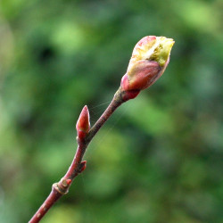 Macérat dilué dynamisé (D1) de bourgeons de Tilleul