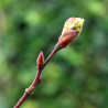 Macérat dilué dynamisé (D1) de bourgeons de Tilleul