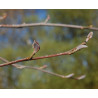 Macérat dilué dynamisé (D1) de bourgeons d'Aulne glutineux