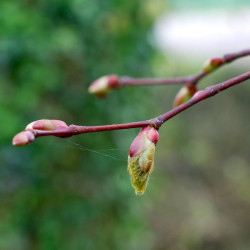 Macérat mère de bourgeons de Tilleul