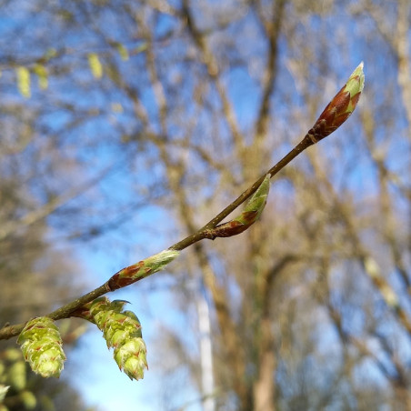 Macérat dilué dynamisé (D1) de bourgeons de Charme commun