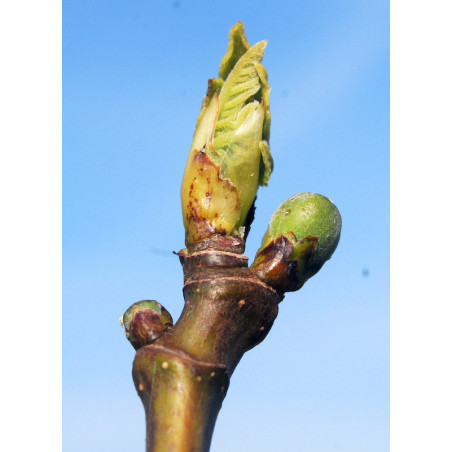 Macérat dilué dynamisé (D1) de bourgeons de Figuier