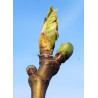 Macérat dilué dynamisé (D1) de bourgeons de Figuier
