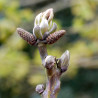 Macérat mère de bourgeons de Noyer