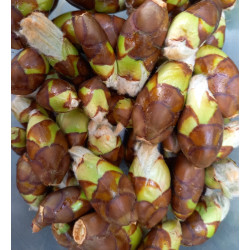Macérat dilué dynamisé (D1) de bourgeons de Marronnier d’Inde