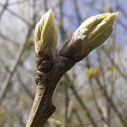 Macérat mère de bourgeons de Châtaignier