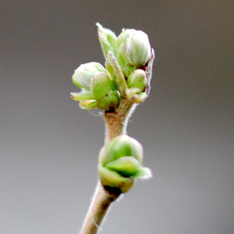 Macérat mère de bourgeons de Noisetier