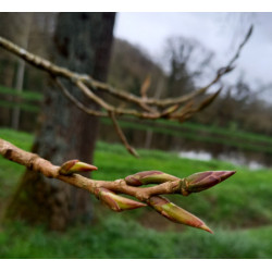 Macérat dynamisé (D1) de bourgeons de Peuplier noir