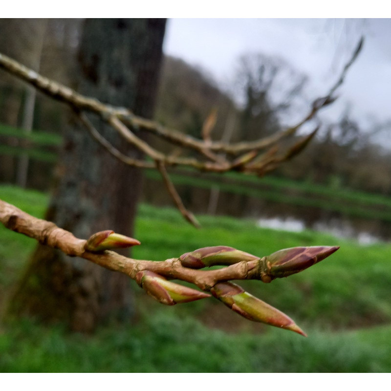 Macérat dynamisé (D1) de bourgeons de Peuplier noir
