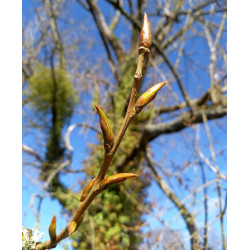 Macérat dynamisé (D1) de bourgeons de Peuplier noir