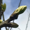 Macérat mère de bourgeons de Châtaignier