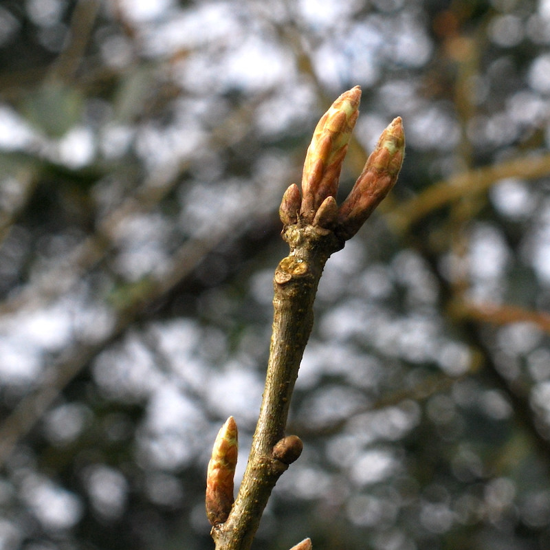 Macérat mère de bourgeons de Chêne