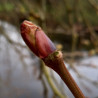Macérat dynamisé (D1) de bourgeons de Platane