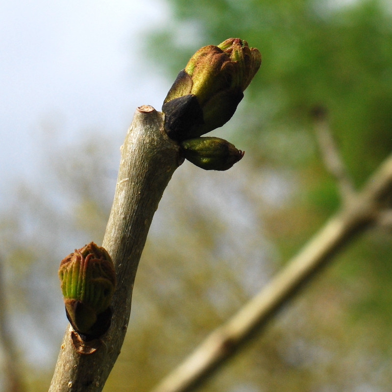 Macérat mère de bourgeons de Frêne