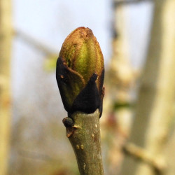 Macérat mère de bourgeons de Frêne