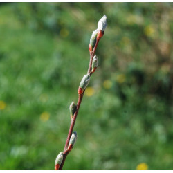 Macérat dynamisé (D1) de bourgeons de Saule