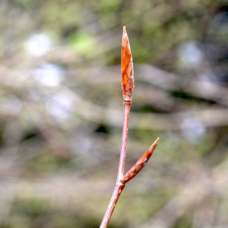 Macérat mère de bourgeons de Hêtre