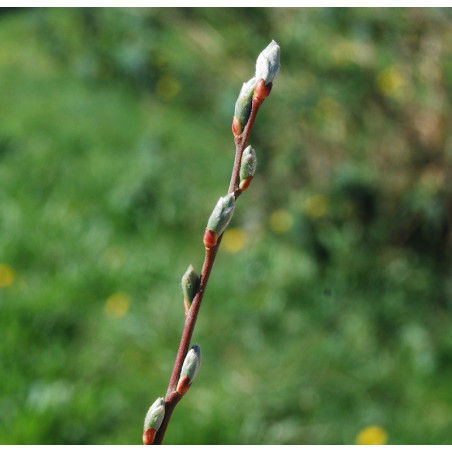 Macérat dynamisé (D1) de bourgeons de Saule