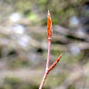 Macérat mère de bourgeons de Hêtre