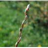Macérat dynamisé (D1) de bourgeons de Saule