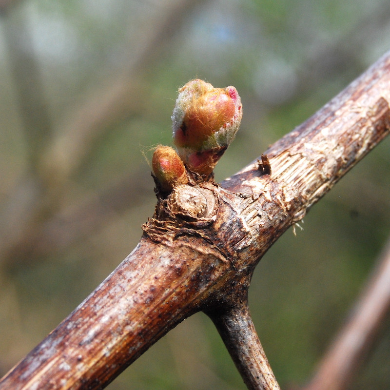 Macérat dynamisé (D1) de bourgeons de Vigne
