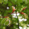 Macérat mère de bourgeons de Hêtre